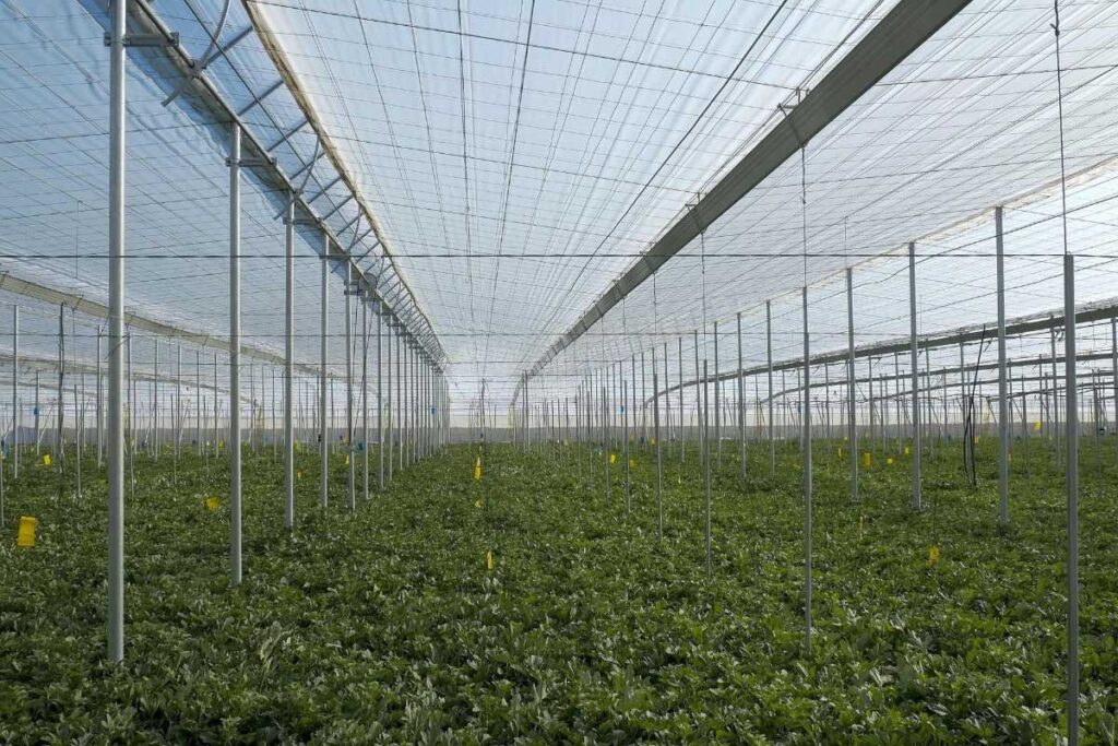 Control de clima en los invernaderos