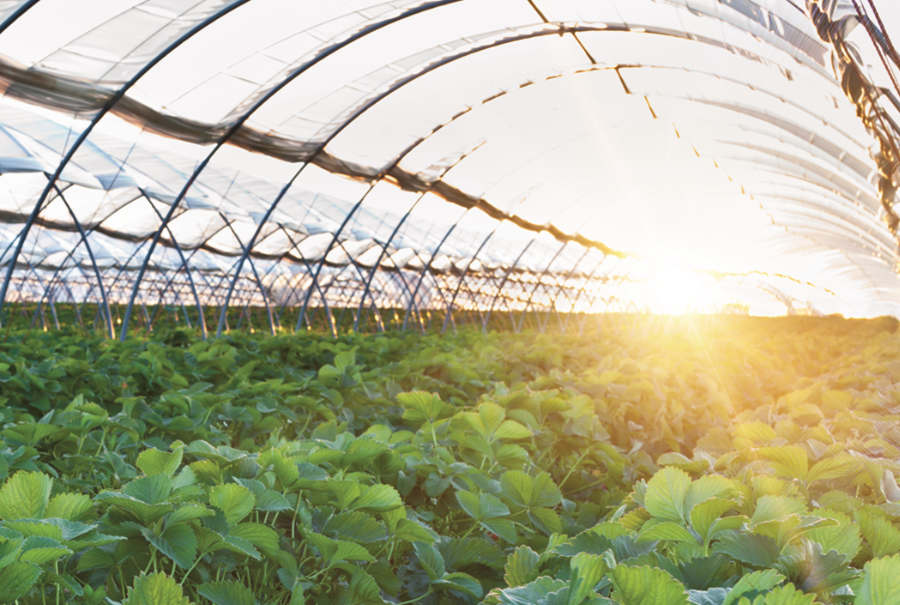 Ginegar en GreenTech Amsterdam: el futuro de los plásticos inteligentes agrícolas