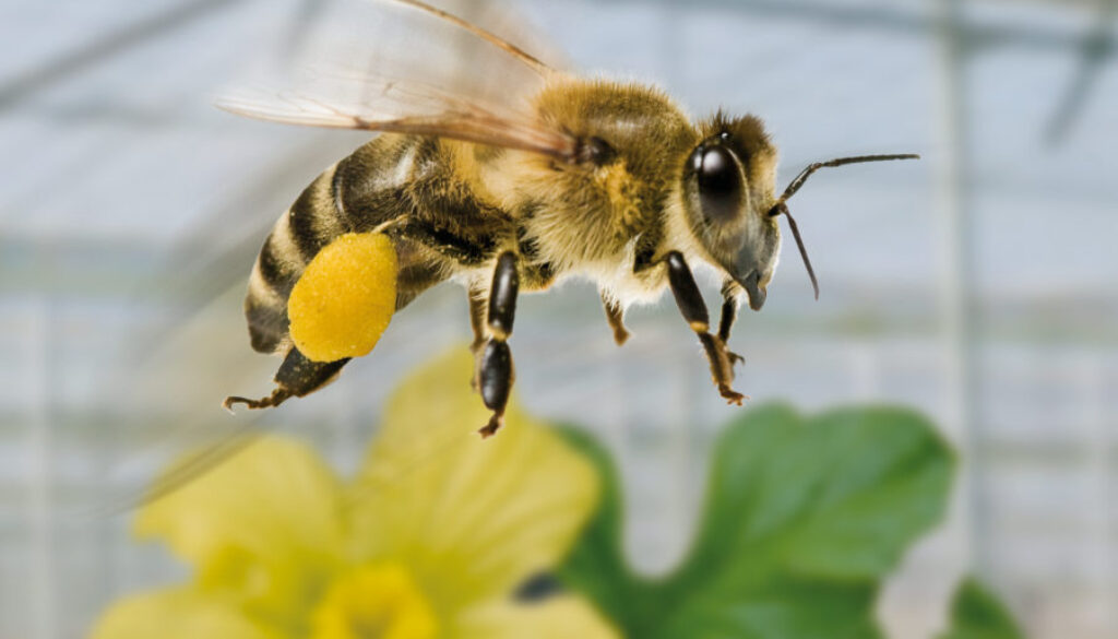 Abeja polinizadora en invernadero