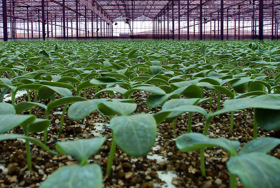 Cultiva rentabilidad desde el principio: plántulas fuertes y uniformes