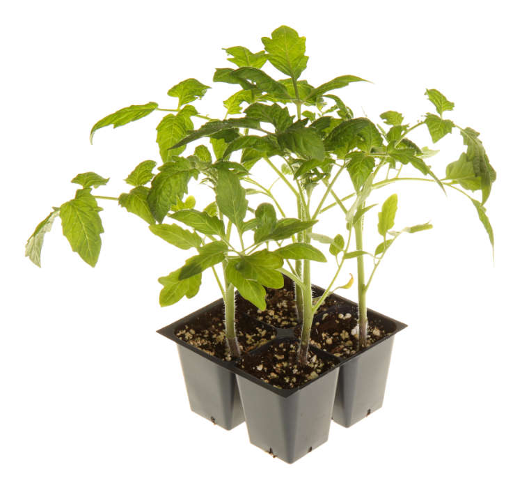 Plántulas de tomate